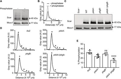 AKT and SGK kinases regulate cell migration by altering Scar/WAVE complex activation and Arp2/3 complex recruitment